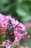 Zygaena filipendulae L. - La Zygène du Pied-de-Poule, la Zygène de la Filipendule