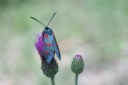 Zygaena filipendulae L. - La Zygène du Pied-de-Poule, la Zygène de la Filipendule