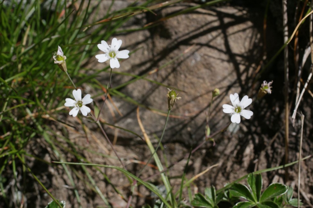 Atocion rupestre (L.) Oxelman, 2001  - Silène des rochers