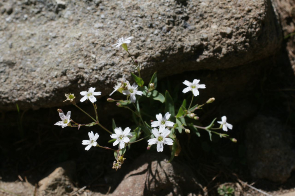 Atocion rupestre (L.) Oxelman, 2001  - Silène des rochers