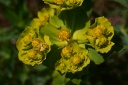Euphorbiaceae
