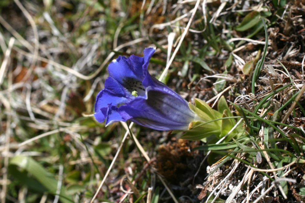 Gentiana acaulis L., 1753 - Gentiane acaule