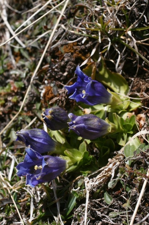 Gentiana acaulis L., 1753 - Gentiane acaule