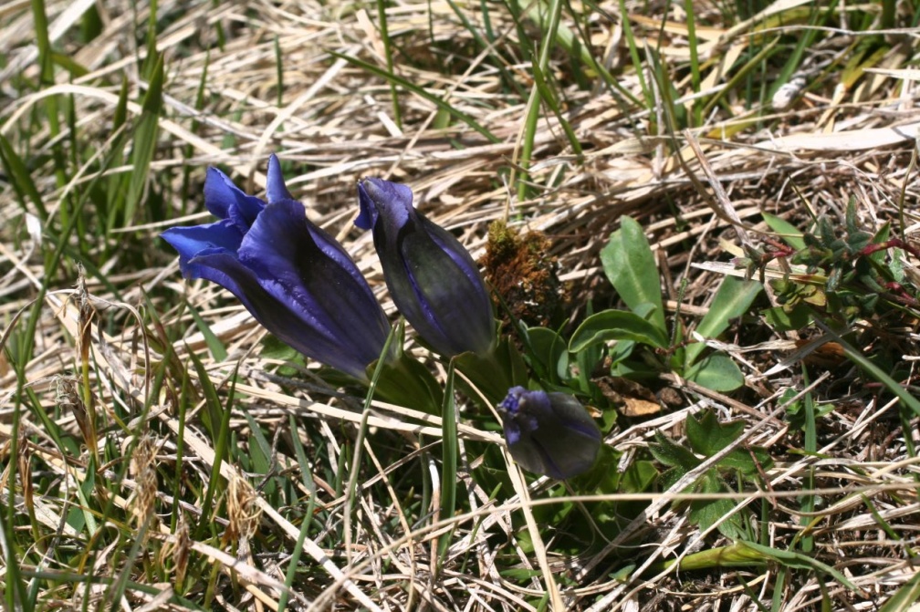 Gentiana acaulis L., 1753 - Gentiane acaule