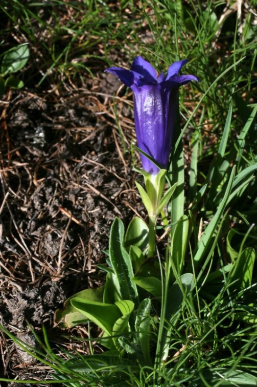 Gentiana acaulis L., 1753 - Gentiane acaule