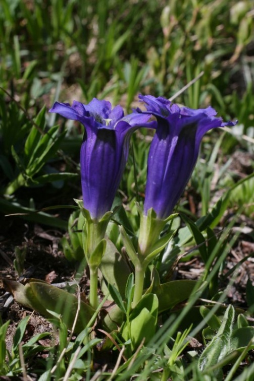 Gentiana acaulis L., 1753 - Gentiane acaule