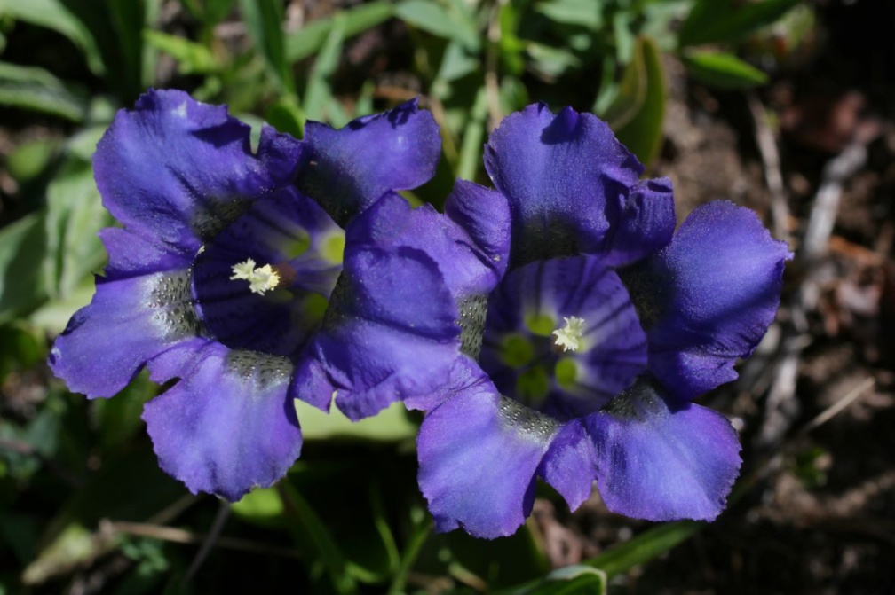 Gentiana acaulis L., 1753 - Gentiane acaule