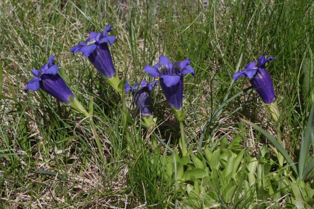 Gentiana acaulis L., 1753 - Gentiane acaule