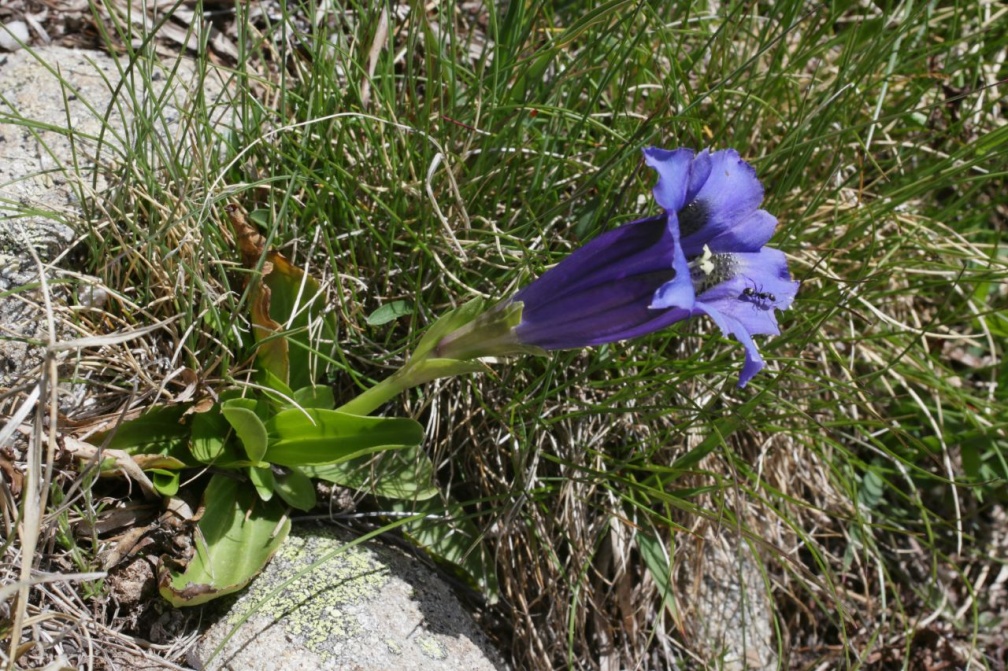 Gentiana acaulis L., 1753 - Gentiane acaule