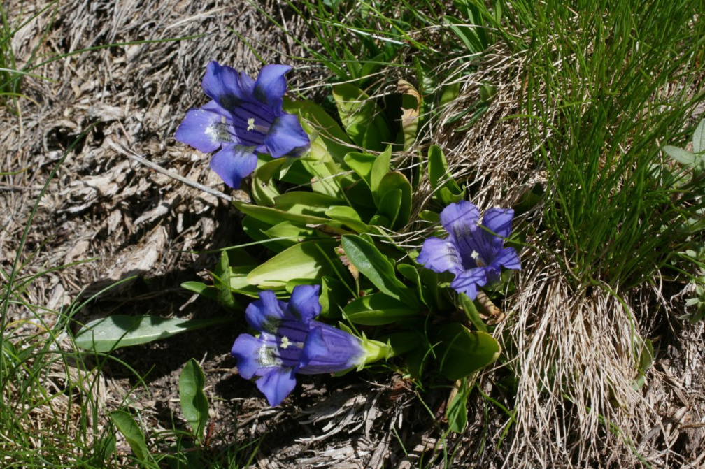 Gentiana acaulis L., 1753 - Gentiane acaule